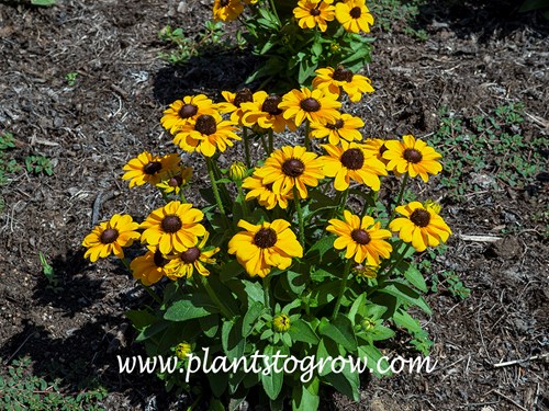 Toto Gold Rudbeckia (Rudbeckia hirta)
